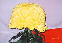 Crisântemo (flor da aldeia)