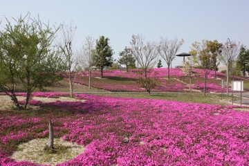 写真：芝桜