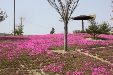 写真：芝桜