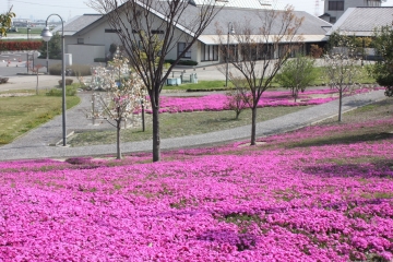 写真：芝桜