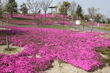 写真：芝桜