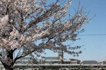 写真：桜