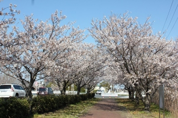 写真：桜