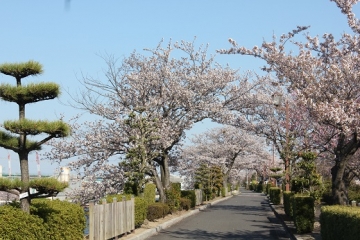 写真：桜