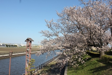 写真：桜