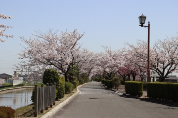 写真：桜