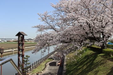 写真：桜