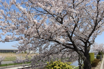 写真：桜