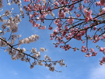 写真：桜