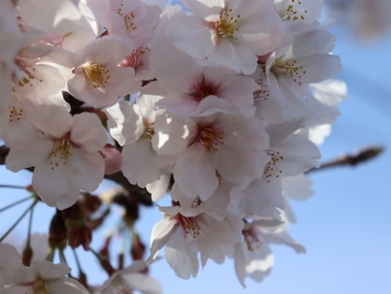 写真：桜