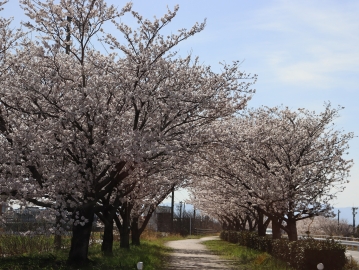 写真：桜