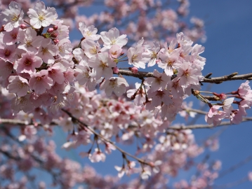 写真：桜