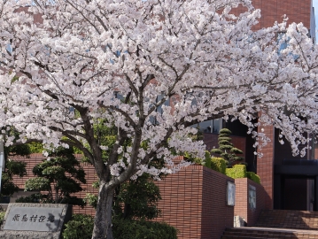 写真：桜