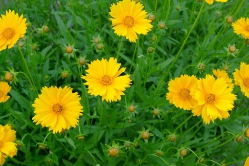 写真:オオキンケイギク