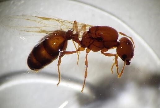 写真：アカカミアリ