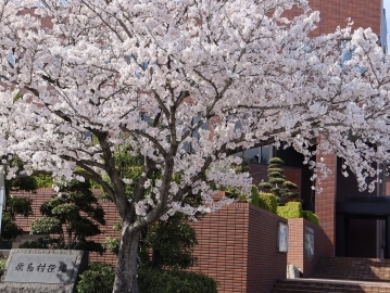 写真：桜6
