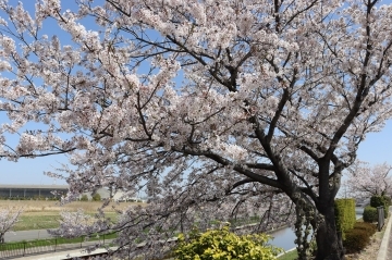 写真：桜3