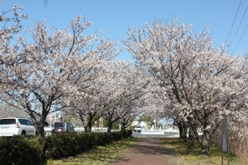 写真：桜2