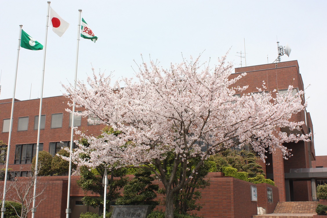 桜（村の木）